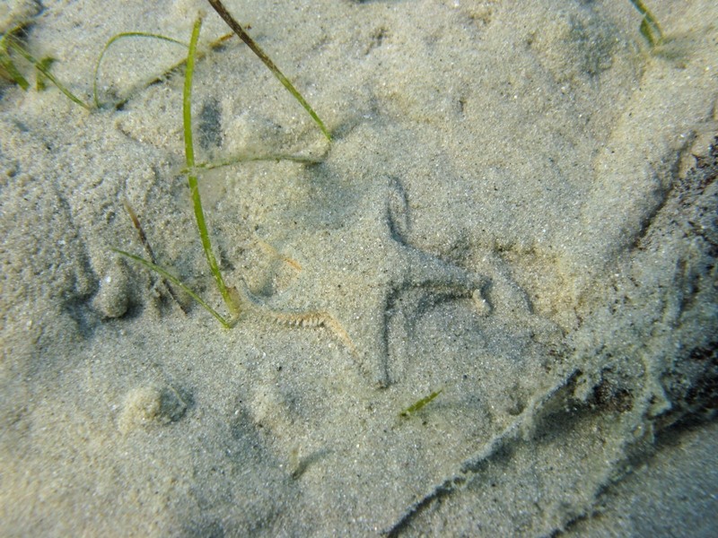 Astropecten jonstoni (Delle Chiaje, 1827)